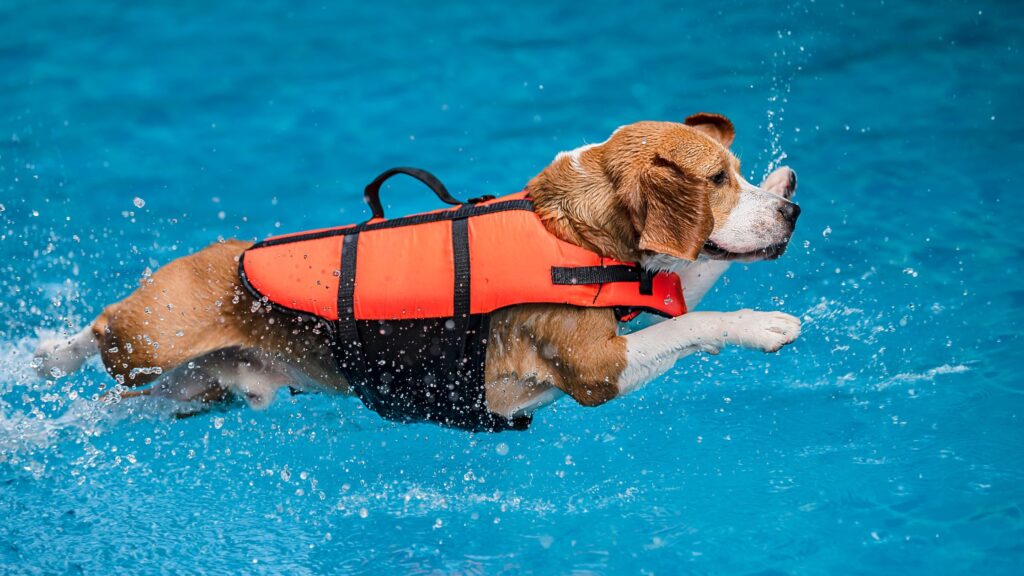 Il primo incontro del tuo cane con l’acqua deve avvenire in modo graduale e spontaneo.