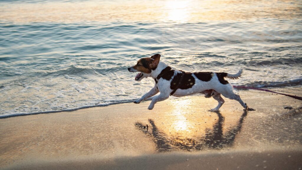 Se il tuo cane non ama molto i bagni, o se è vietato l’ingresso in mare ai cani, l’acqua dolce portata da casa potrà essere utile anche per aiutarlo a rinfrescarsi.