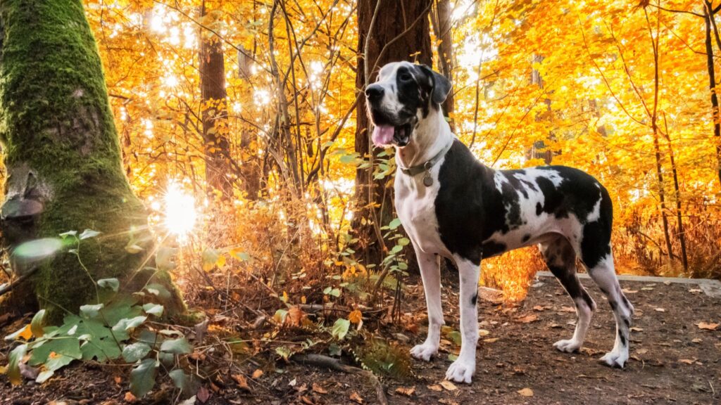 L'alano è un ottimo cane da compagnia, adatto alla vita domestica.