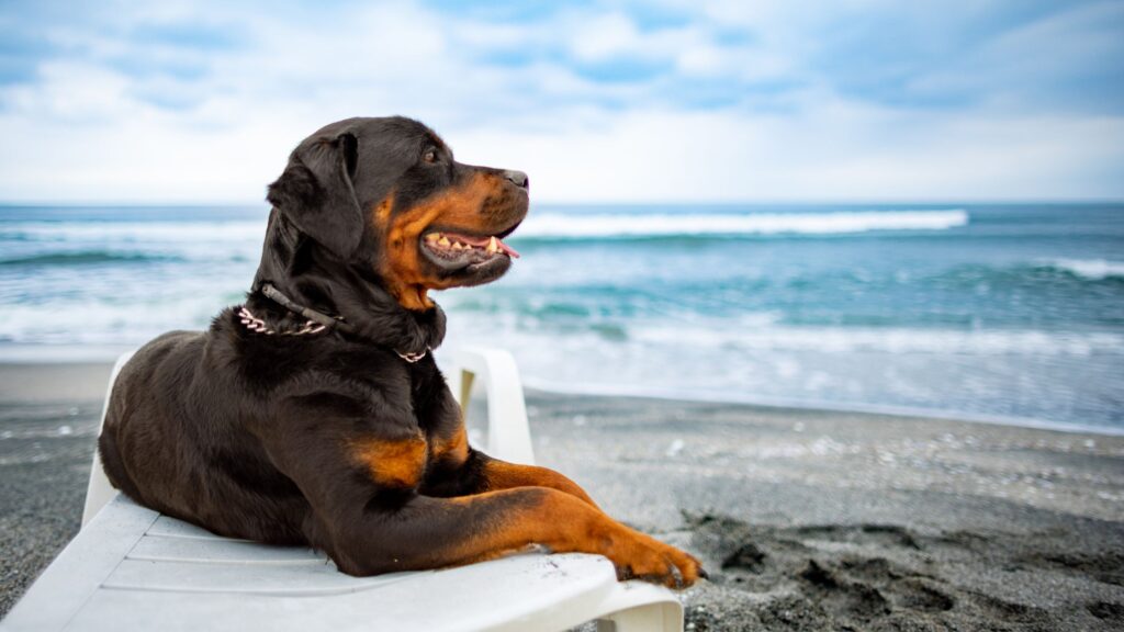 Lo sconvolgimento di ritmi e abitudini per un certo periodo di tempo, seguito da un repentino ritorno alla normalità è la causa che può generare lo stress da rientro nel cane.