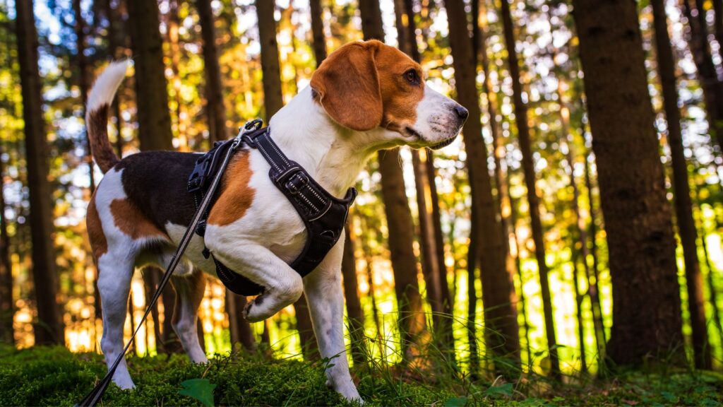 Non tutti i cani hanno le capacità di affrontare una passeggiata nei boschi.