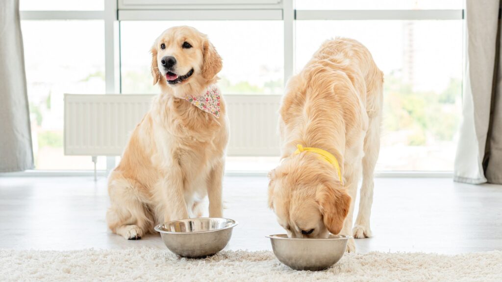 Durante il periodo di vacanza, cerca di stravolgere il meno possibile la routine quotidiana del tuo cane.