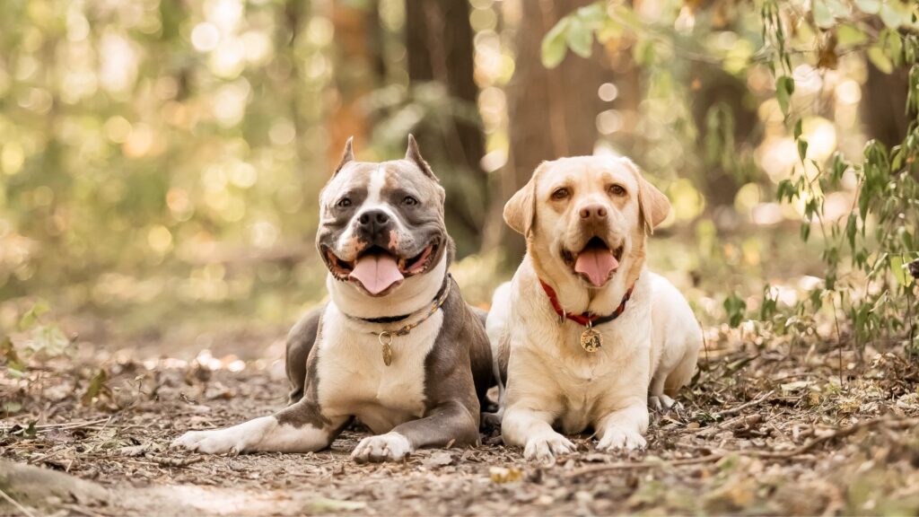 E' importantissimo che il collare del tuo cane sia dotato di medaglietta