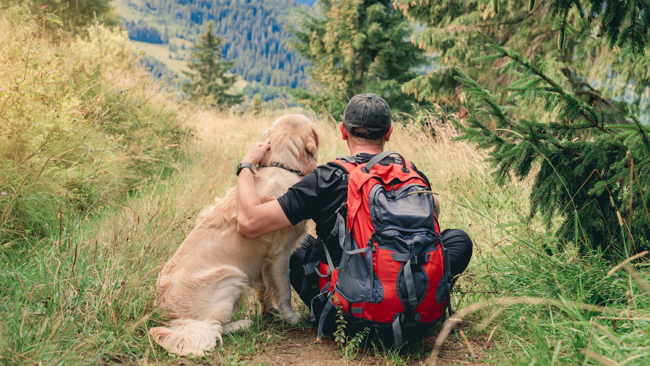 Passeggiata Nei Boschi A Quattro Zampe: 5 Consigli Per Organizzare Un ...