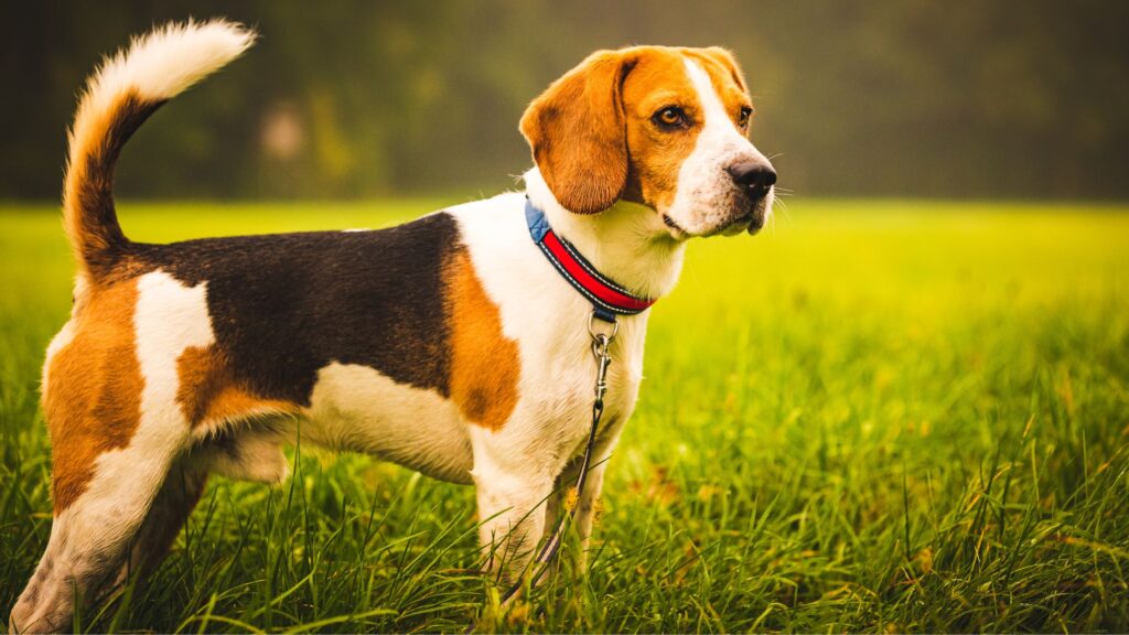 Il Beagle nasce come cane da caccia