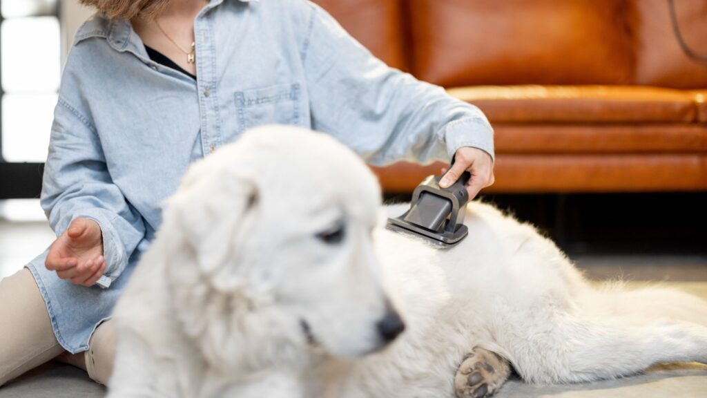 Durante il cambio di stagione è importante spazzolare regolarmente il mantello del tuo cane