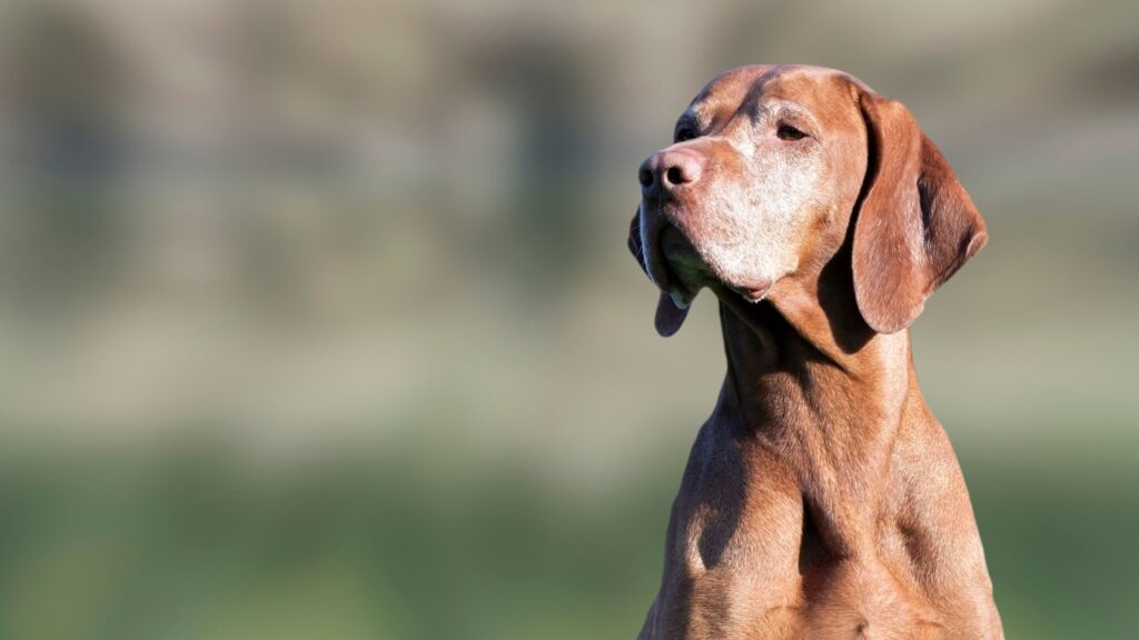 Il salmone è un ingrediente molto consigliato per la dieta dei cani più anziani, poiché riduce l’artrite e le infiammazioni.