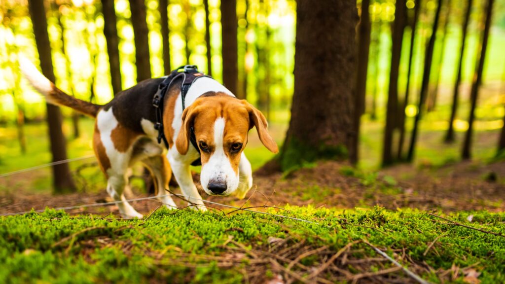 I cani da tartufo devono essere prima di tutto dotati di un olfatto estremamente sviluppato.