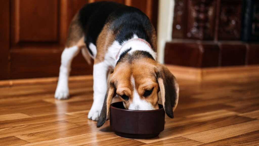 Il Beagle è un cane molto goloso, quindi bisogna fare grande attenzione alla sua alimentazione.