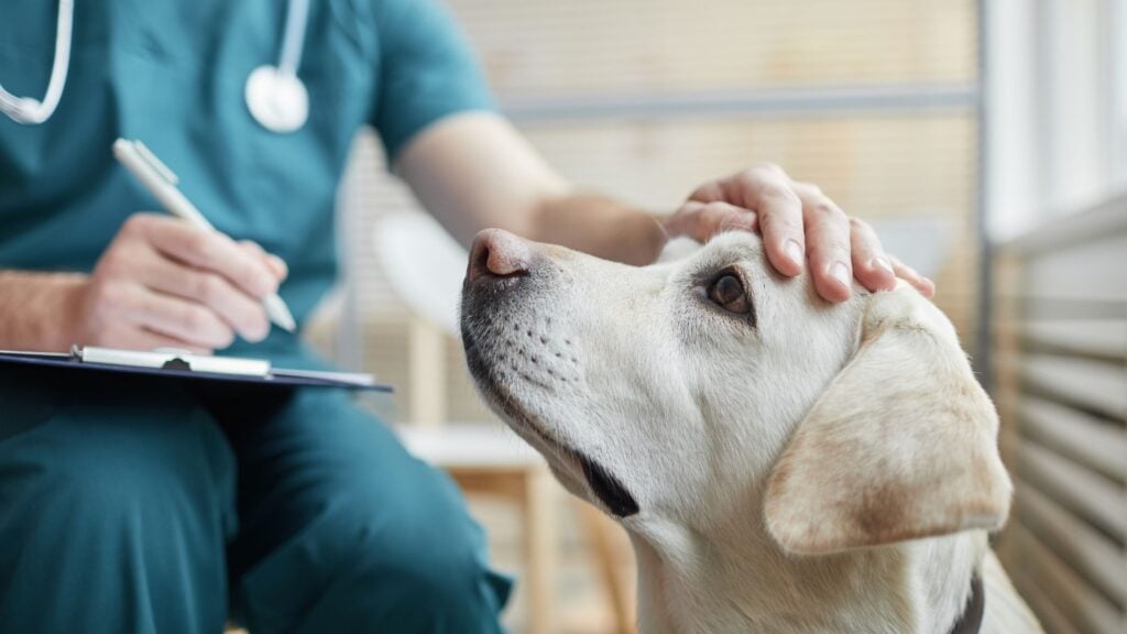 Se il tuo cane manifesta i sintomi di un malanno stagionale, contatta subito il veterinario.