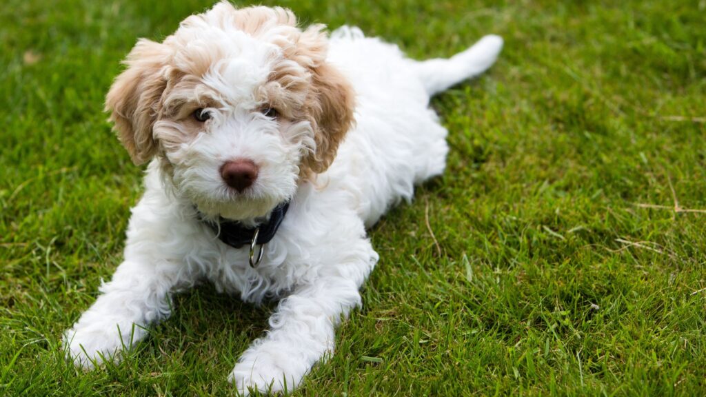 Lagotto romagnolo, una delle razze migliori per la cerca del tartufo.