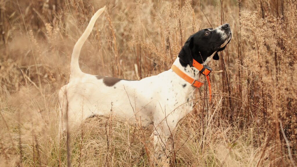 Pointer, una delle razze migliori per la cerca del tartufo.