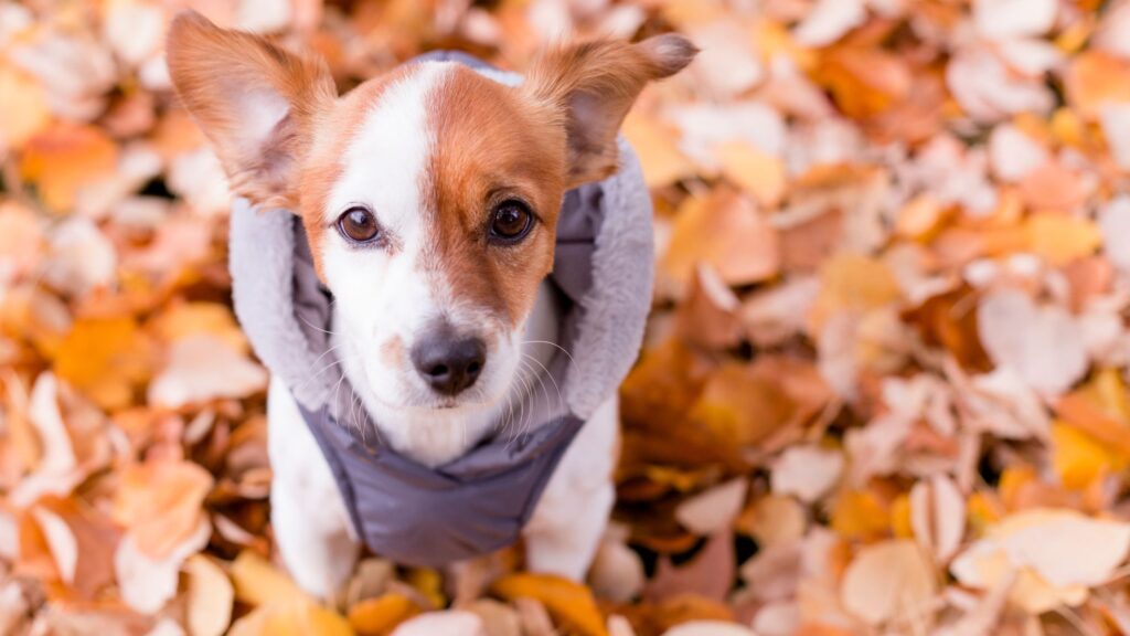 Per i cani a pelo corto e di piccola taglia il cappottino durante le passeggiate autunnali è indispensabile.