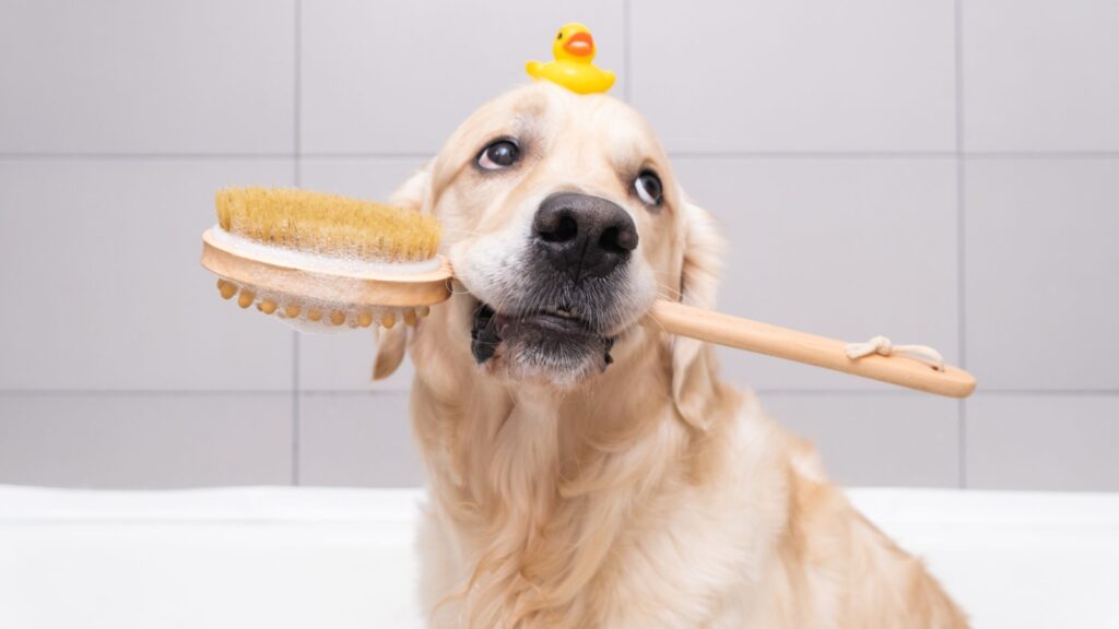 Al ritorno dalla passeggiata autunnale, spazzola bene il tuo cane e, se serve, fagli un bel bagno.