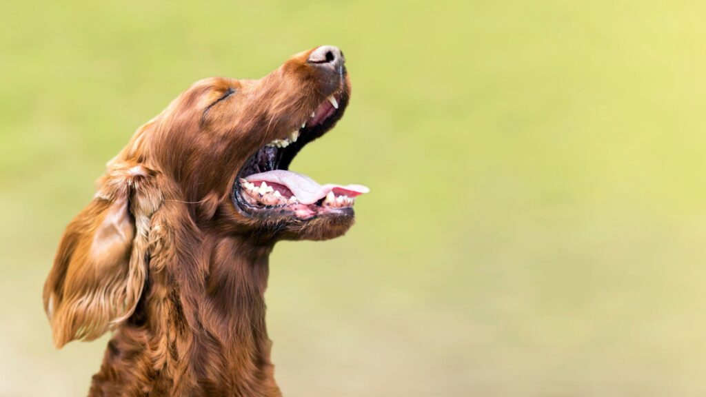 L'abbaio può rappresentare un segnale positivo: il cane può abbaiare per salutarci, per gioco, oppure perché vuole attirare la nostra attenzione.