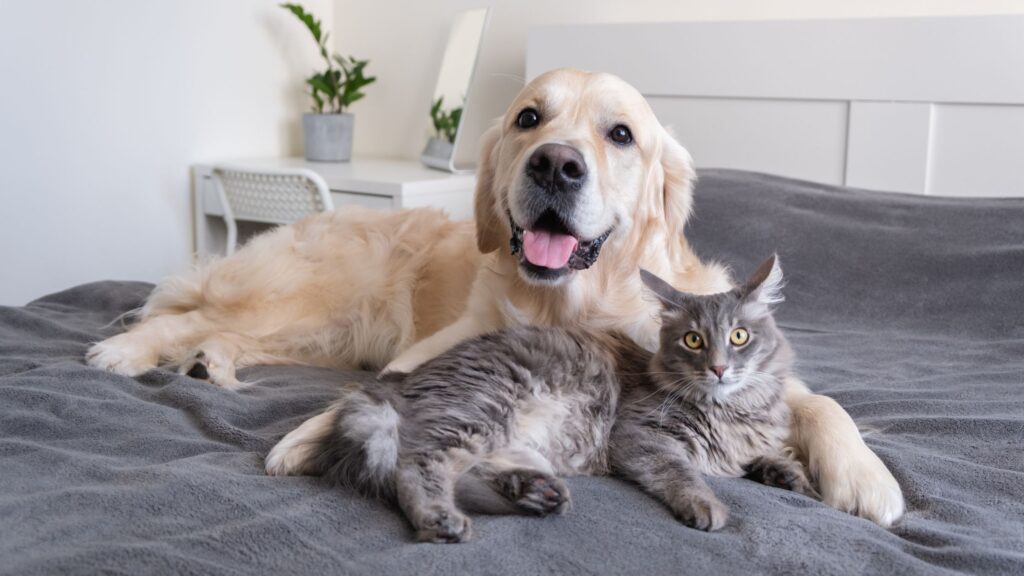 Per evitare che il cane raggiunga la ciotola del micio, appropriandosi di tutto il suo contenuto, puoi ricorrere a tre strategie che, con il tempo, aiuteranno Fido ad abbandonare questa dannosa abitudine.