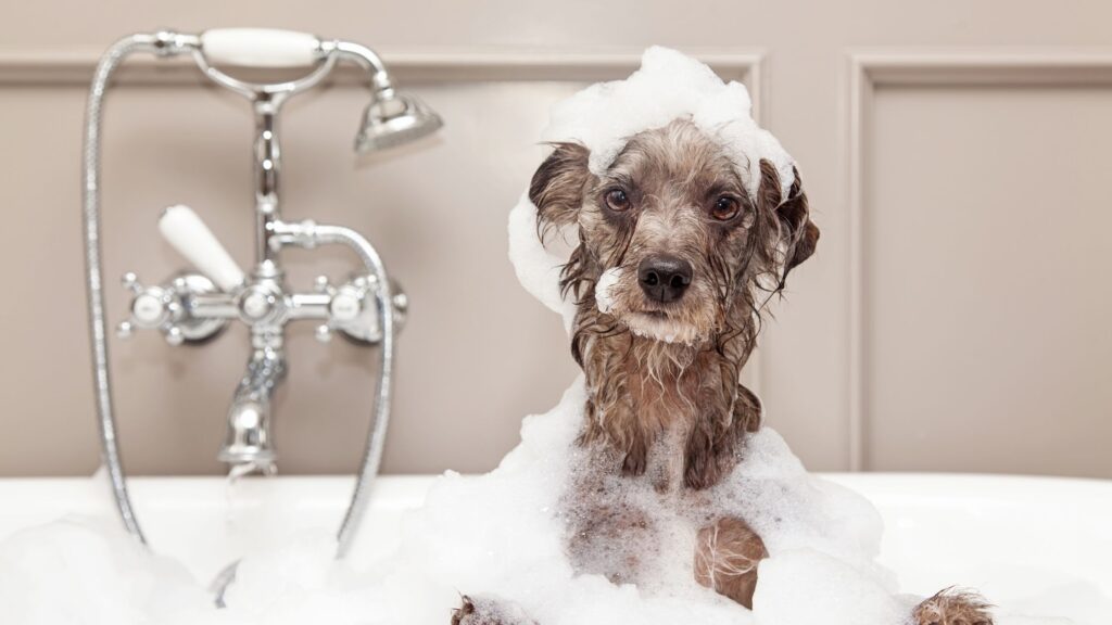 Attenzione: lavare il cane con troppa frequenza non va bene! 