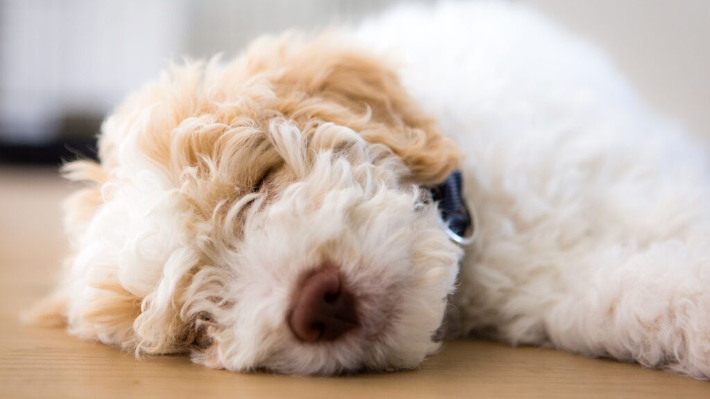 Il Lagotto Romagnolo è un ottimo cane da compagnia.