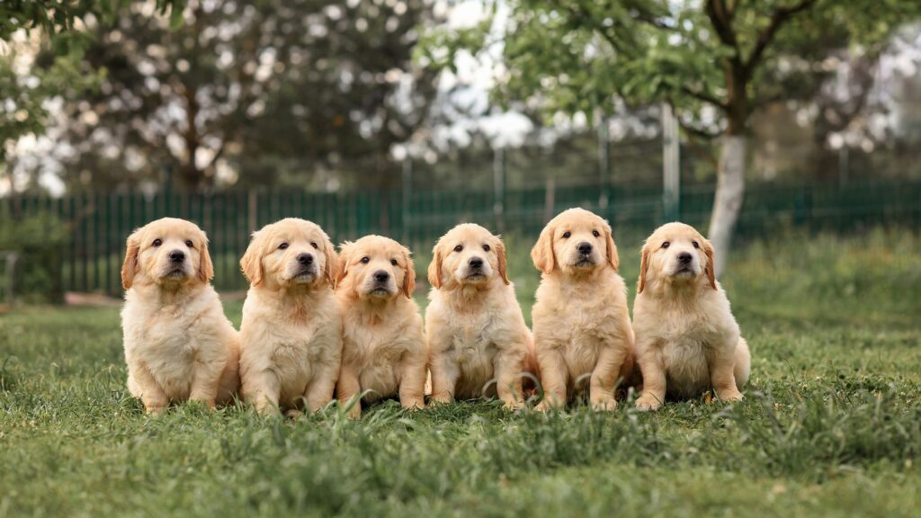 Supercuccioli a Natale - Alla ricerca di Zampa Natale è un film di Natale con protagonisti un gruppo di Golden Retrievers.