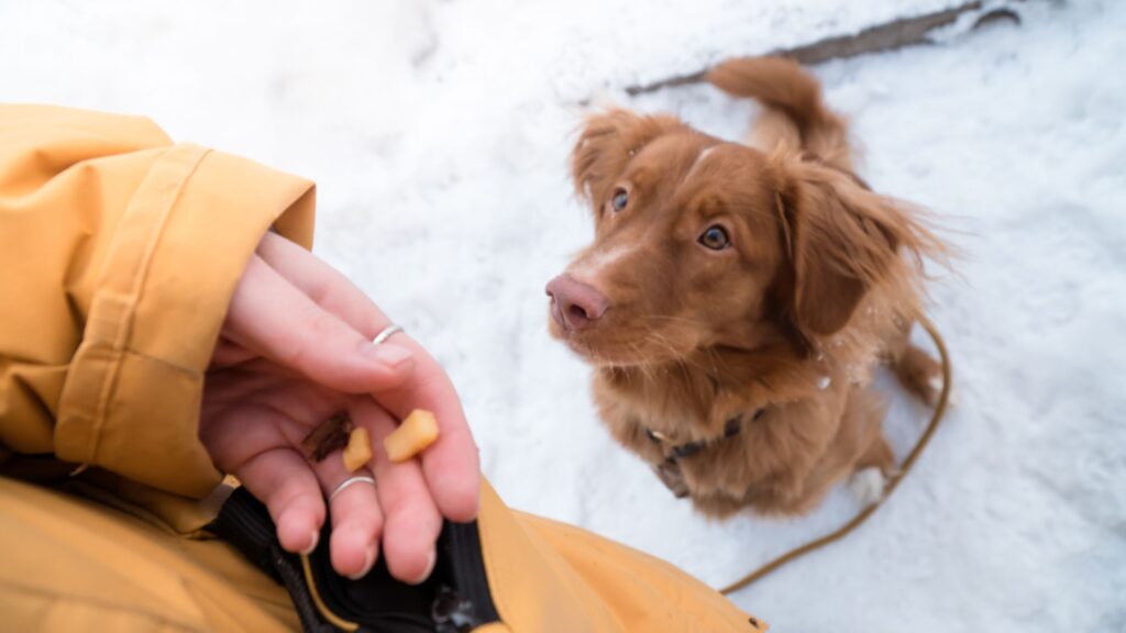 Per abituare il tuo cucciolo al guinzaglio, usa il metodo del rinforzo positivo, premiandolo.