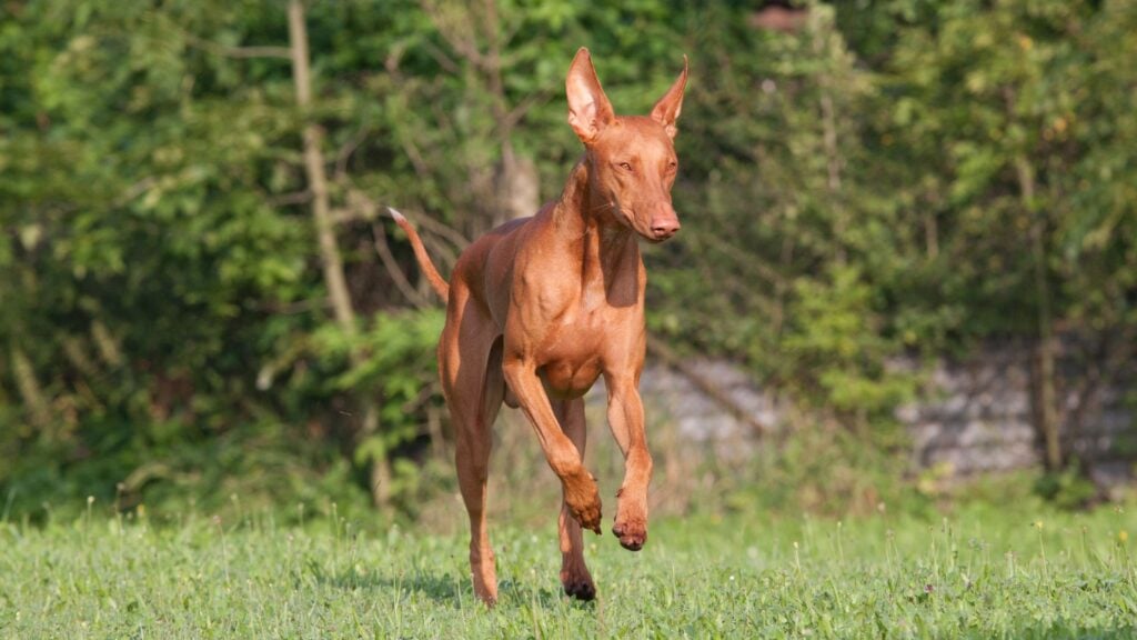 Il Pharaon Hound non ha bisogno di particolari cure, ma non è adatto ai padroni pigri.