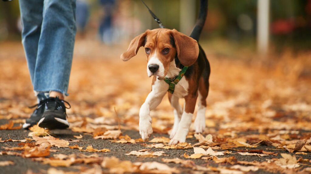 Abitua gradualmente il tuo cucciolo a passeggiare al guinzaglio.
