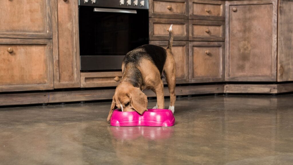 Uno dei modi per tenere sotto controllo il diabete nei cani è l'alimentazione.