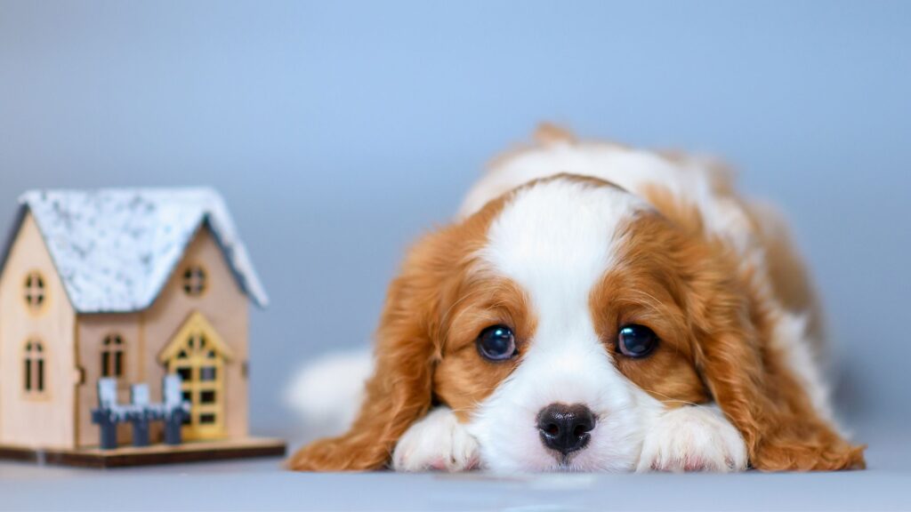 Comincia fin da cucciolo ad abituare il tuo cane a stare in casa da solo