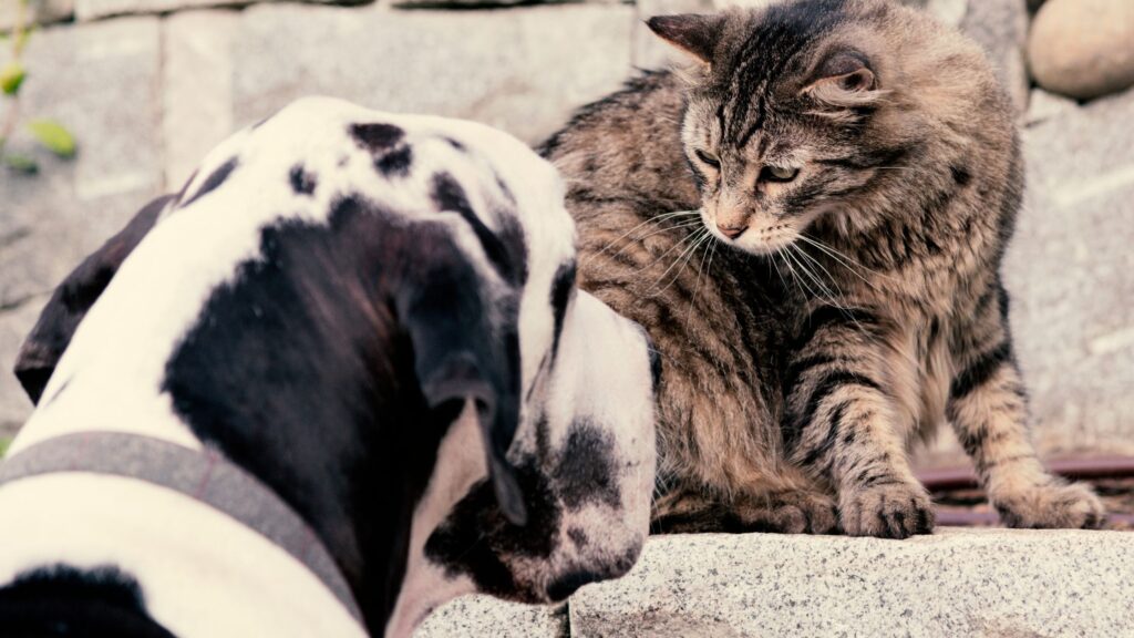 Convivenza felice tra cane e gatto