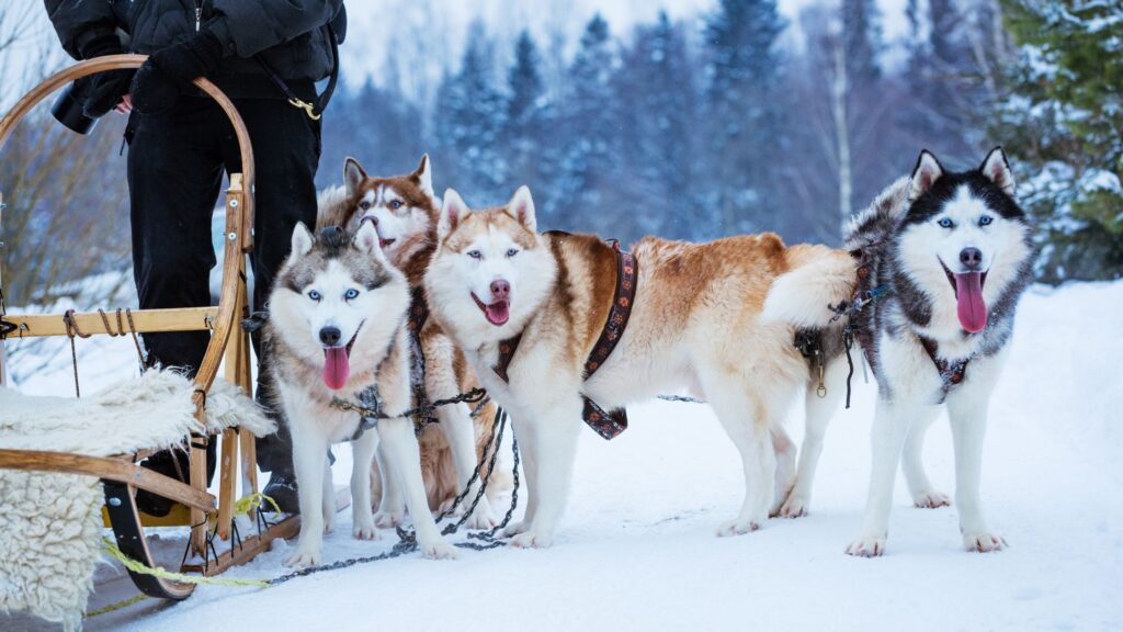 Cani nordici da slitta