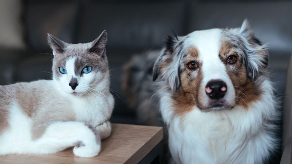 Convivenza felice tra cane e gatto