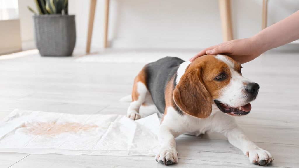 Con l’avanzare dell’età il cane può avere dolori o sviluppare forme di incontinenza, ed è per questo che avere i tappetini assorbenti in alcune zone della casa aiuterà lui e te a tenere pulito l’ambiente.