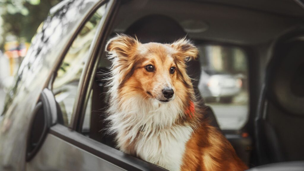 Per organizzare il viaggio in auto perfetto in compagnia del tuo cane, vietato sporgersi dal finestrino!
