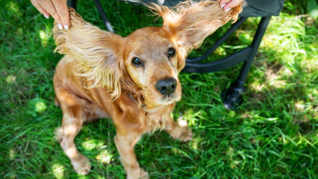 Il tuo cane ha paura del veterinario? Per risolvere il problema simula con lui la visita come se fosse un gioco