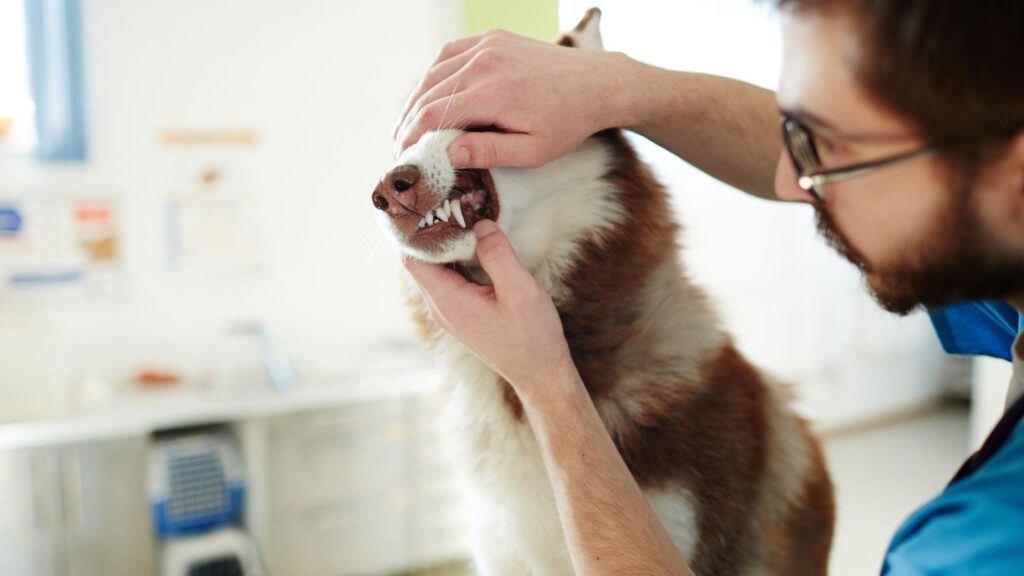 Scopri 4 consigli per donare al tuo amico a quattro zampe una dentatura perfetta!