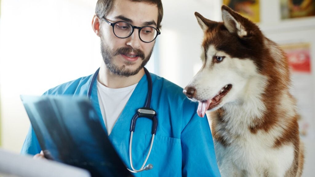 Il tuo cane ha paura del veterinario? Per risolvere il problema scegli il professionista giusto!