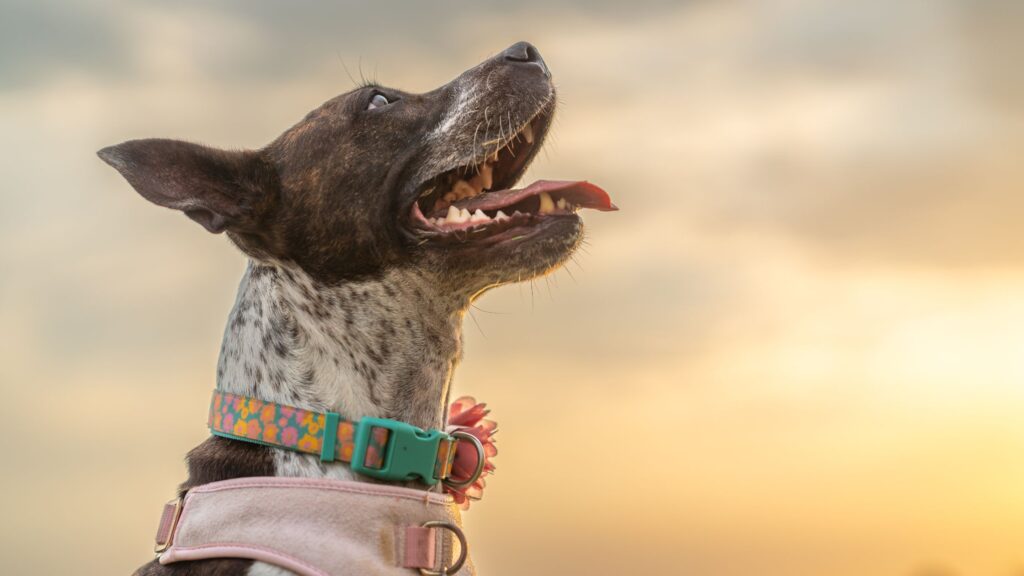 Scopri 4 consigli per donare al tuo amico a quattro zampe una dentatura perfetta!