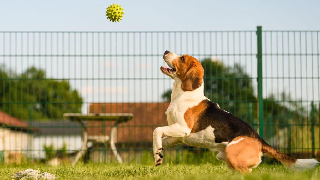 Cani e problemi articolari: come prevenirli