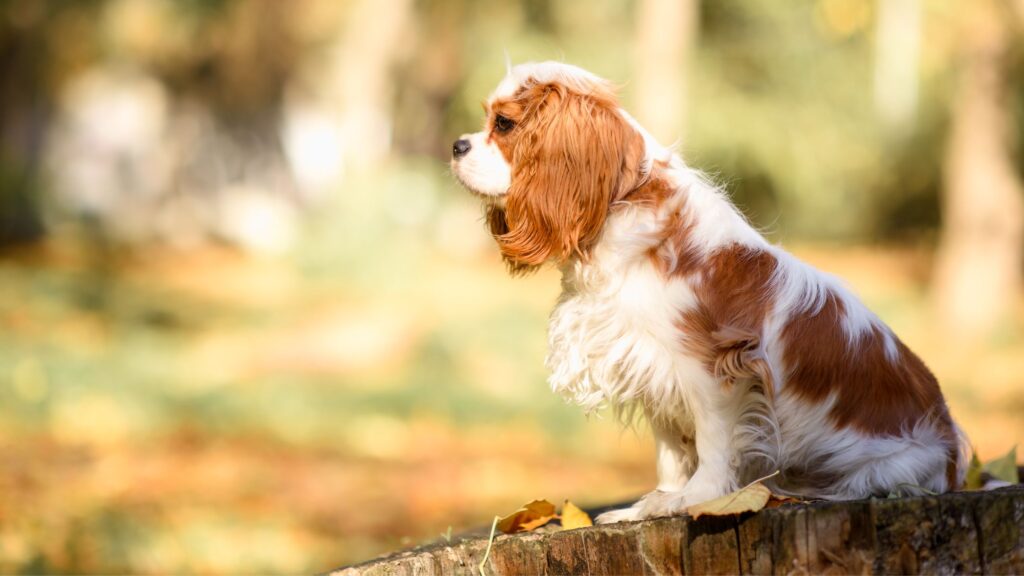 Cavalier King Charles Spaniel: diventa un vero esperto con Aniwell!