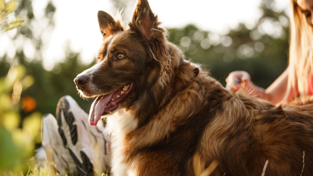 Hai paura dei cani? Scopri come sconfiggere la cinofobia!