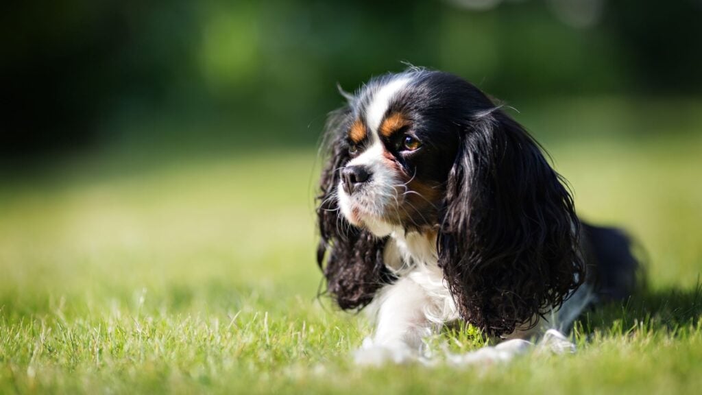 Cavalier King Charles Spaniel: diventa un vero esperto con Aniwell!