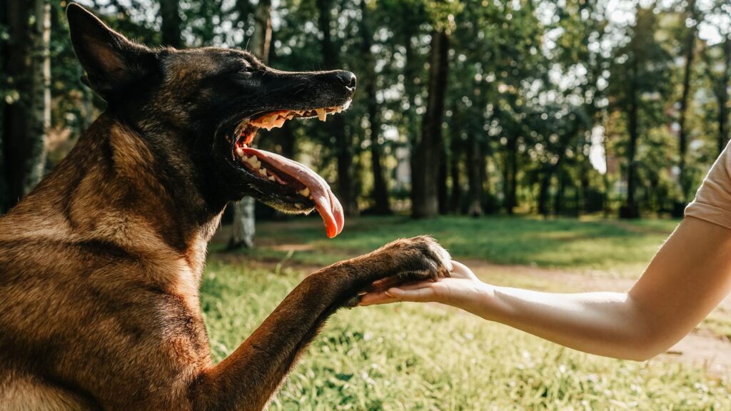 Hai paura dei cani? Scopri come sconfiggere la cinofobia!